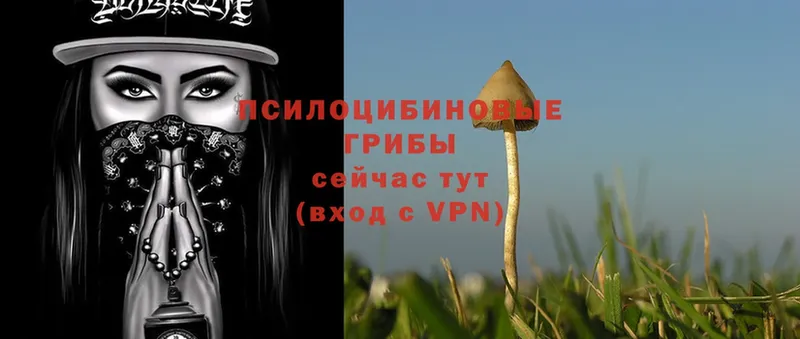 Галлюциногенные грибы Magic Shrooms  Кизляр 